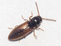 Agriotes pallidulus